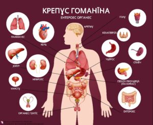 Anatomy chart showing the names of various internal organs in Dyngā.